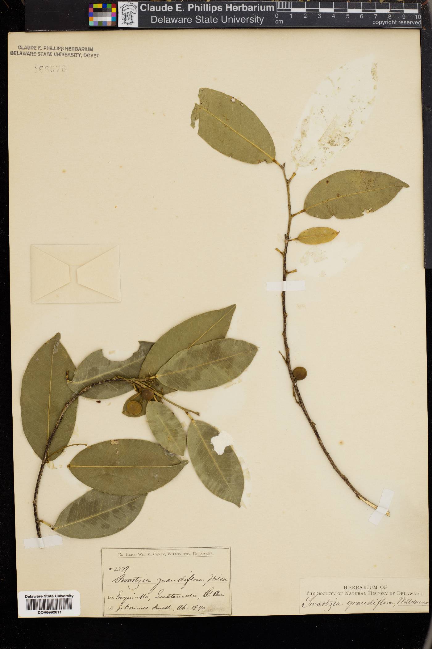 Swartzia grandiflora image