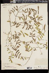 Tephrosia ambigua image