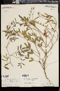 Tephrosia ambigua image