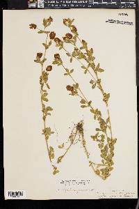 Trifolium aureum image