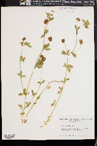 Trifolium aureum image