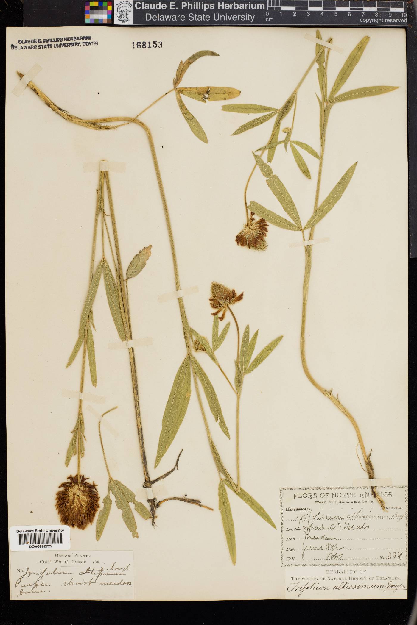 Trifolium altissimum image