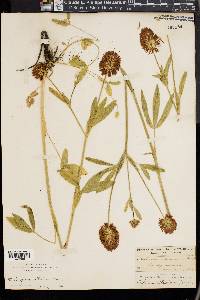 Trifolium altissimum image