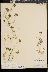 Trifolium amphianthum image