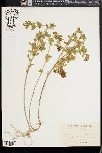 Trifolium aureum image