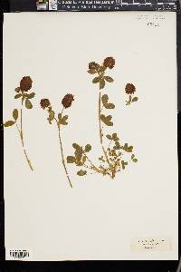 Trifolium badium image