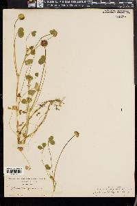 Trifolium barbigerum image