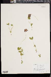 Trifolium brandegei image