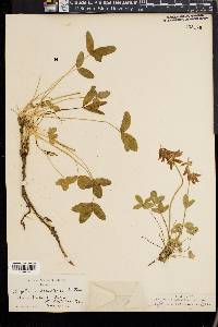 Trifolium brandegei image