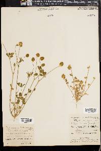 Trifolium macraei image