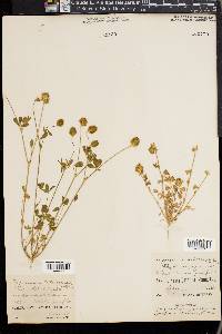 Trifolium macraei image