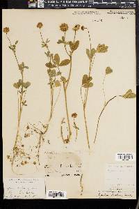 Trifolium ciliatum image