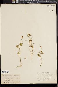 Trifolium ciliatum image