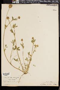 Trifolium ciliatum image