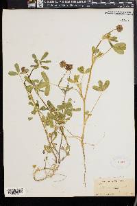 Trifolium ciliatum image