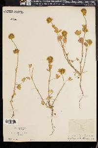 Trifolium columbinum image
