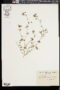 Trifolium dubium image