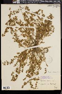 Trifolium dubium image
