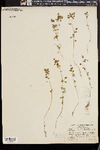 Trifolium dubium image