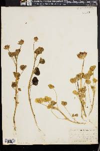 Trifolium fucatum image