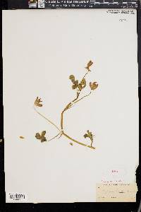 Trifolium fucatum image