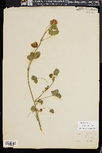 Trifolium hybridum image