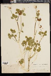 Trifolium hybridum image