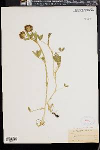 Trifolium involucratum image