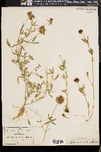 Trifolium involucratum image