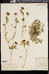 Trifolium involucratum image
