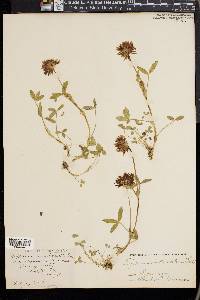 Trifolium involucratum image