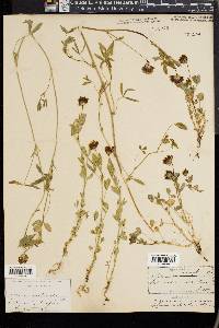Trifolium involucratum image
