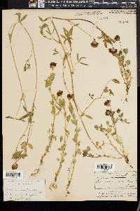 Trifolium involucratum image