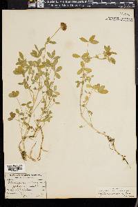 Trifolium involucratum image