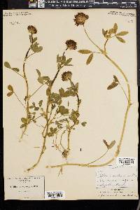 Trifolium involucratum image