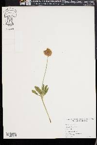 Trifolium kingii image