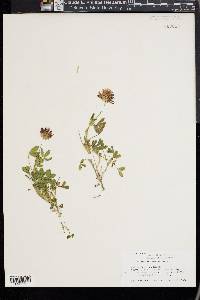 Trifolium mucronatum image