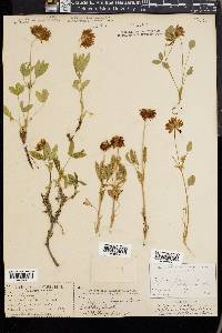 Trifolium longipes image