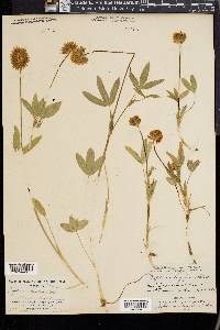 Trifolium longipes image