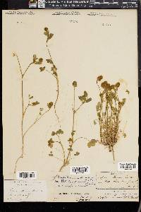 Trifolium macraei image