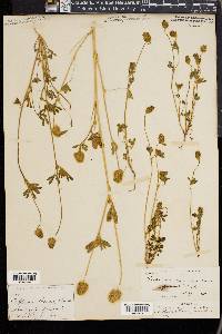 Trifolium macraei image