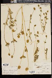 Trifolium macraei image