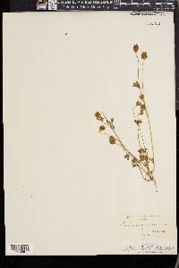 Trifolium macraei image