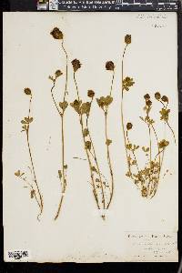 Trifolium macraei image