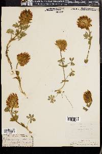 Trifolium macrocephalum image