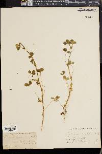 Trifolium microdon image