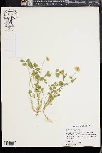 Trifolium nigrescens image
