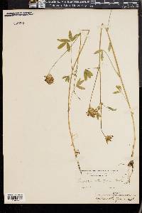 Trifolium obtusiflorum image