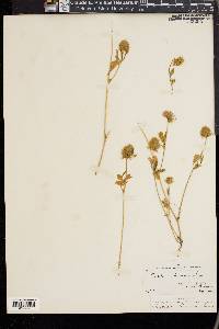 Trifolium olivaceum image