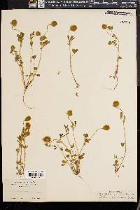 Trifolium olivaceum image